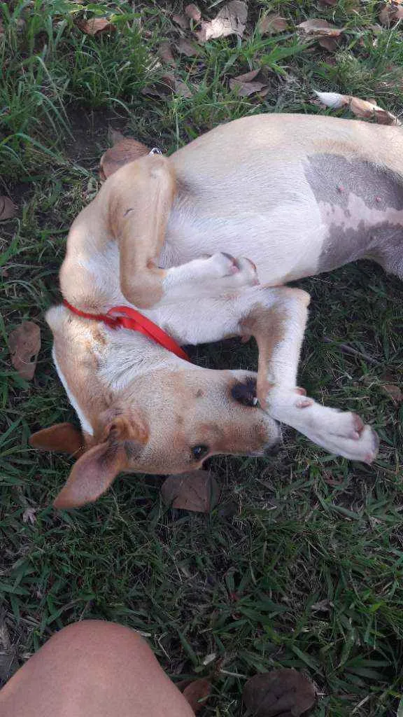 Cachorro raça Vira lata idade 7 a 11 meses nome Menina