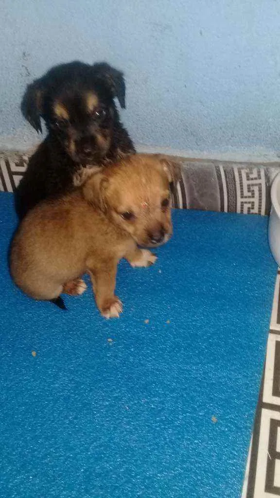Cachorro ra a Vira-lata  idade Abaixo de 2 meses nome N tem nome