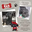 Cachorro raça Poodle idade 1 ano nome Rick