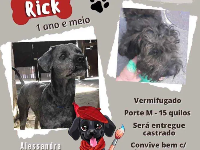 Cachorro raça Poodle idade 1 ano nome Rick