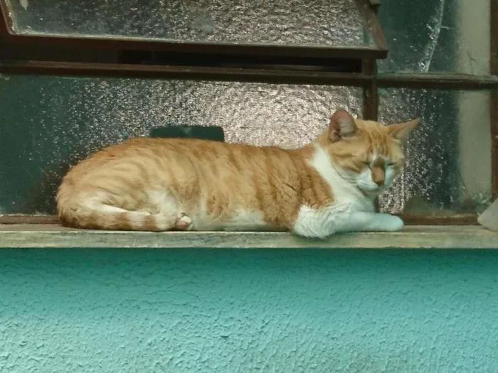 Gato ra a SRD-ViraLata idade 4 anos nome Joana