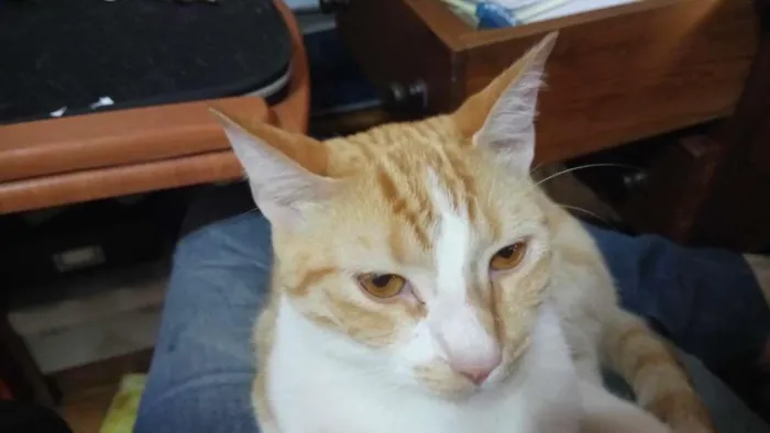 Gato ra a SRD-ViraLata idade 4 anos nome Pedro