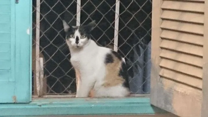 Gato ra a SRD-ViraLata idade 6 ou mais anos nome Catarina