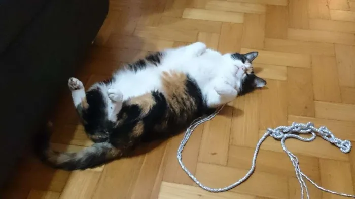 Gato raça SRD-ViraLata idade 6 ou mais anos nome Cristal