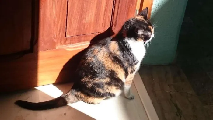 Gato raça SRD-ViraLata idade 6 ou mais anos nome Cristal
