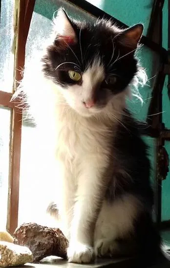 Gato raça SRD-ViraLata idade 6 ou mais anos nome Cacau