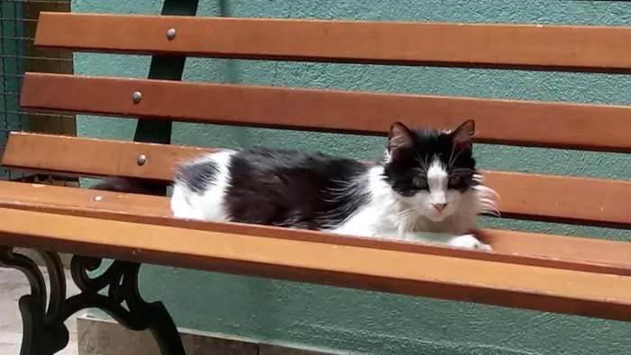Gato raça SRD-ViraLata idade 6 ou mais anos nome Cacau