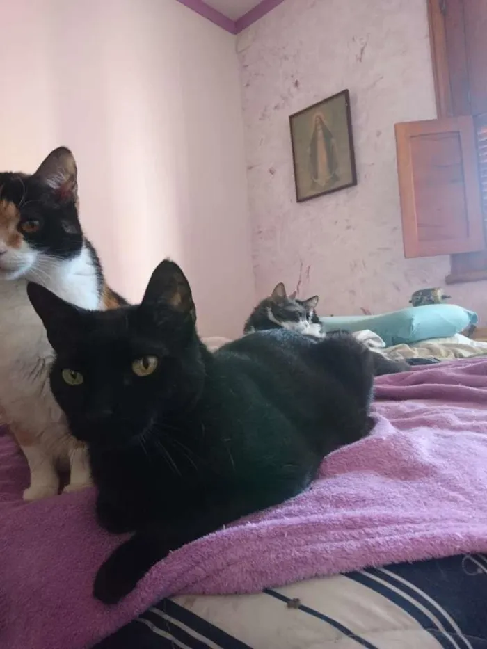Gato raça SRD-ViraLata idade 6 ou mais anos nome Baltazar