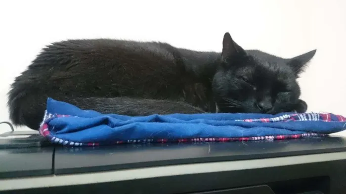 Gato raça SRD-ViraLata idade 6 ou mais anos nome Baltazar