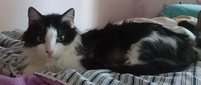 Gato raça SRD-ViraLata idade 6 ou mais anos nome Cacau