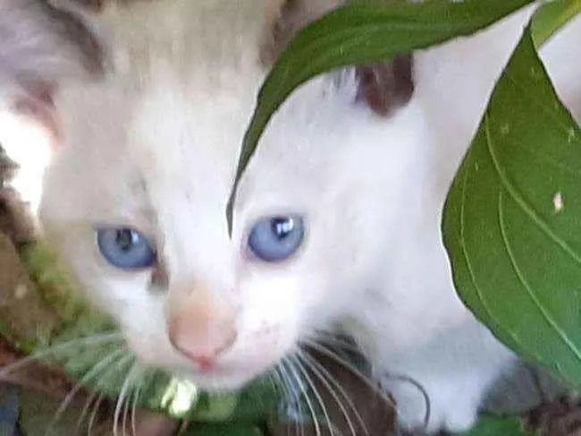 Gato ra a  idade Abaixo de 2 meses nome Nao tem nome