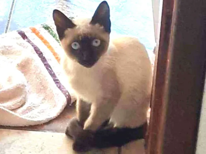 Gato ra a  idade Abaixo de 2 meses nome Nao tem nome