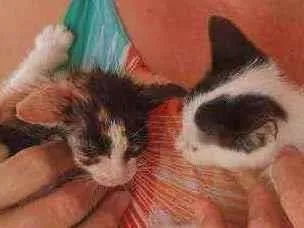 Gato raça Indefinida idade Abaixo de 2 meses nome João e Maria