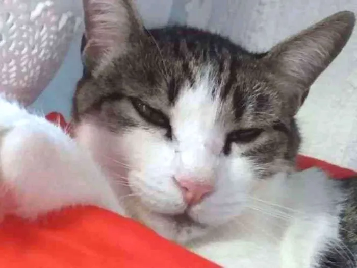 Gato ra a SRD-ViraLata idade 3 anos nome PETÚNIA