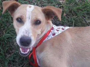 Cachorro raça Vira lata idade 7 a 11 meses nome Menina