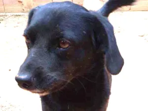 Cachorro raça vira lata idade 3 anos nome negresco