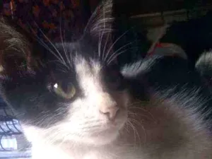 Gato raça Sem raça definida idade 2 a 6 meses nome Sem nome definido