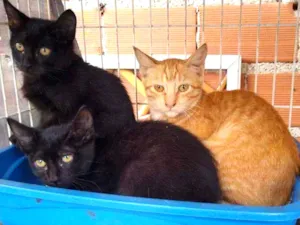 Gato raça Sem raça definida idade Abaixo de 2 meses nome Sem nome definido
