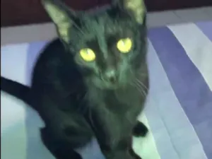 Gato raça SRD-ViraLata idade 1 ano nome Lilo