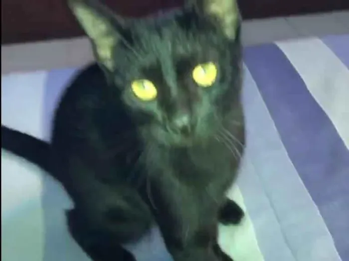 Gato ra a SRD-ViraLata idade 1 ano nome Lilo