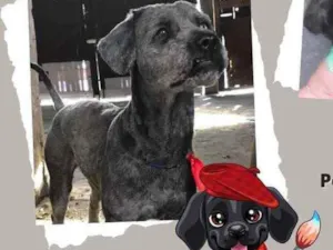 Cachorro raça Poodle idade 1 ano nome Rick