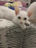 Elsa e Aurora