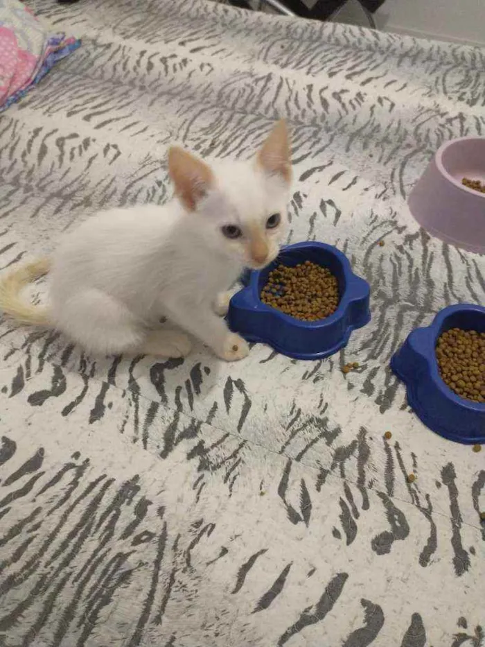 Gato ra a S.R.D. idade Abaixo de 2 meses nome Elsa e Aurora