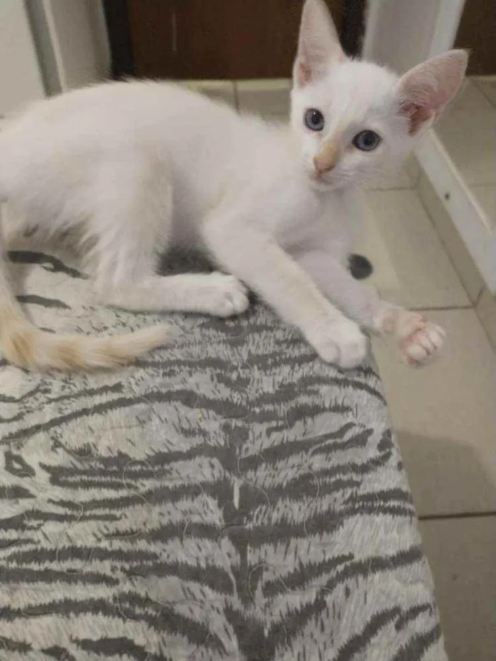 Gato ra a S.R.D. idade Abaixo de 2 meses nome Elsa e Aurora