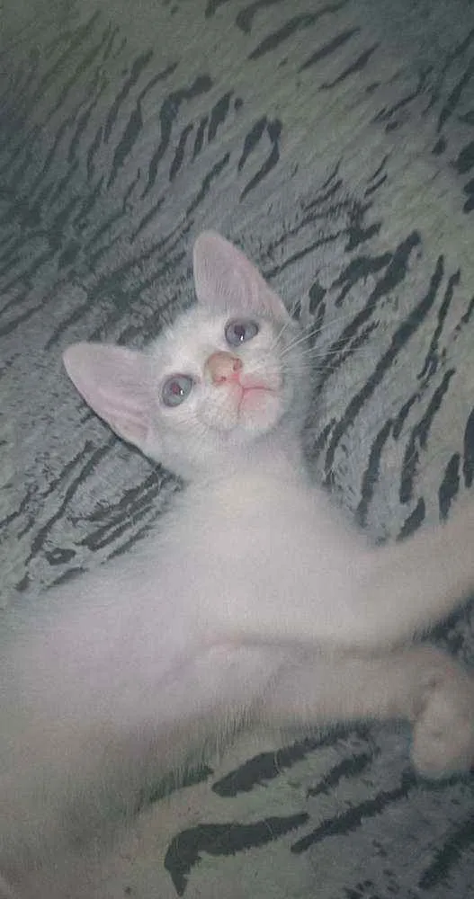 Gato ra a S.R.D. idade Abaixo de 2 meses nome Elsa e Aurora