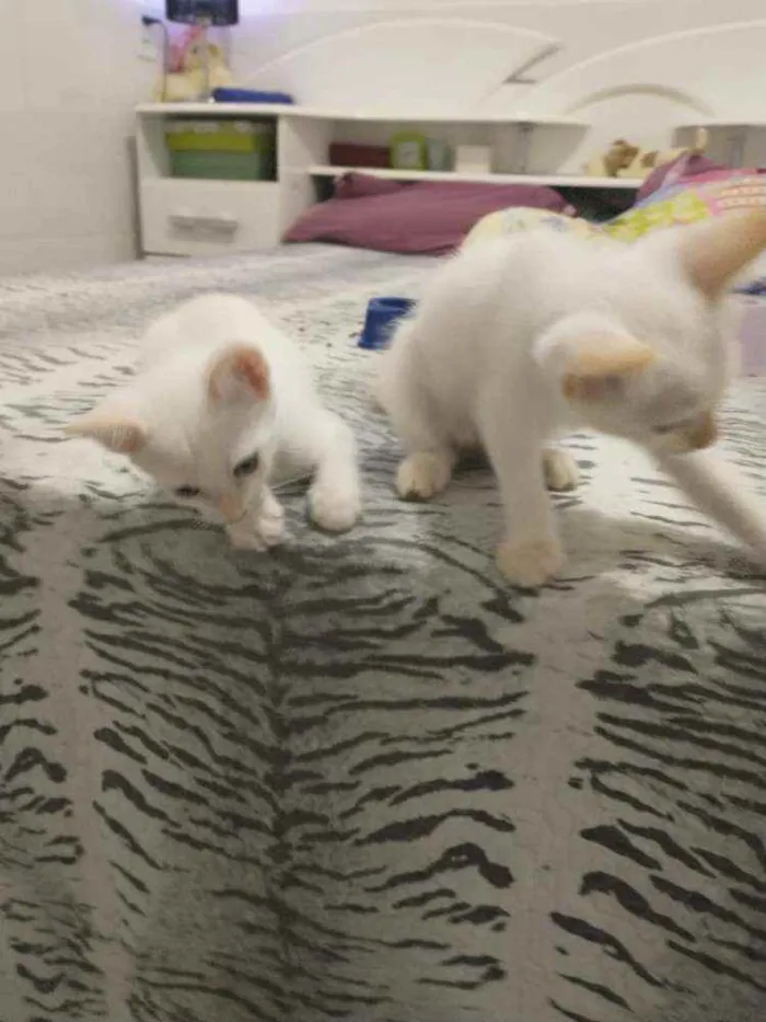 Gato ra a S.R.D. idade Abaixo de 2 meses nome Elsa e Aurora