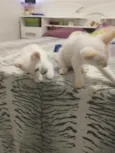 Elsa e Aurora