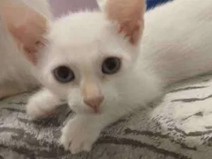 Gato raça S.R.D. idade Abaixo de 2 meses nome Elsa e Aurora