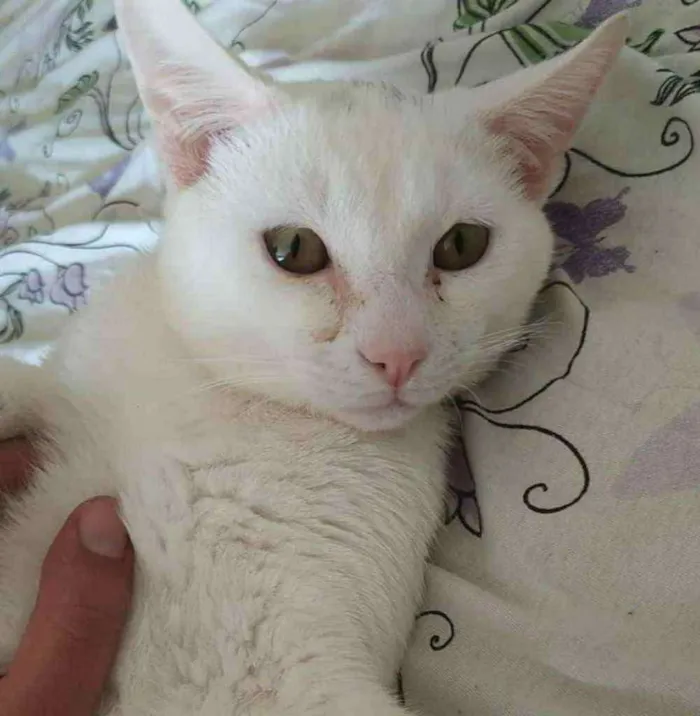 Gato ra a S.R.D. idade 1 ano nome Pablo