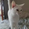 Pablo