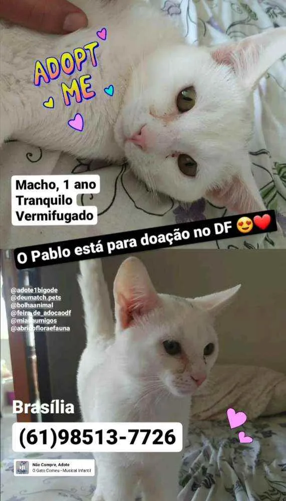 Gato ra a S.R.D. idade 1 ano nome Pablo