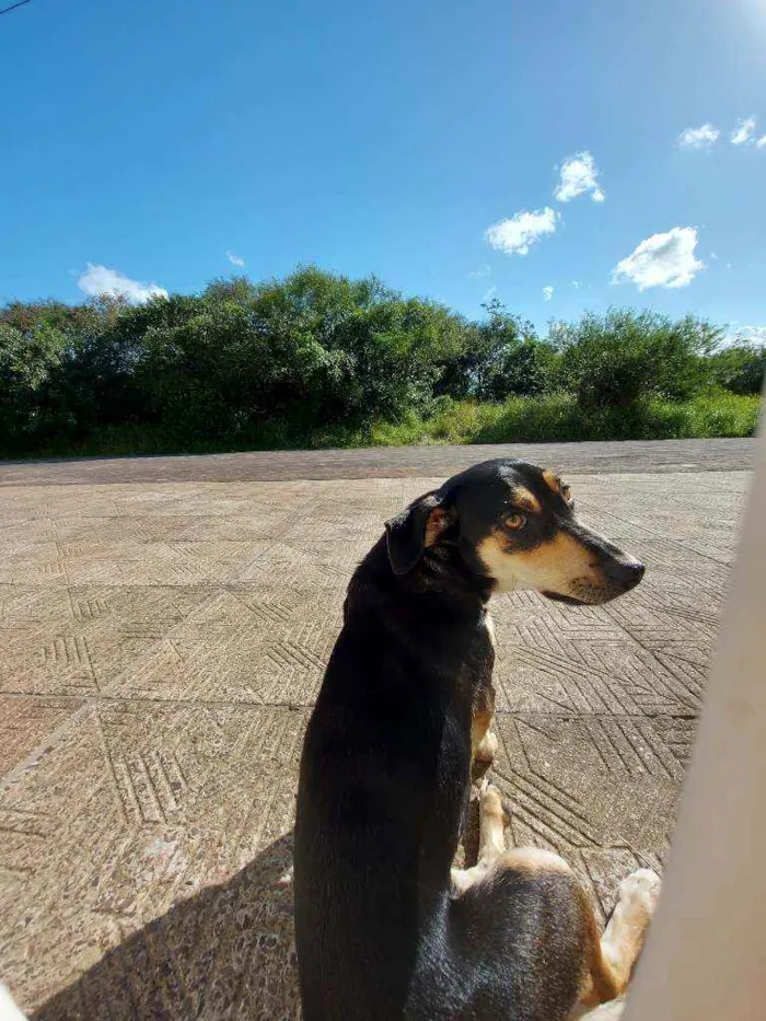 Cachorro ra a Indefinido idade 1 ano nome Indefinido