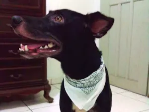 Cachorro raça Srd idade 2 anos nome Estevão 