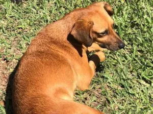 Cachorro raça Sem raça definida  idade 2 anos nome Wanda