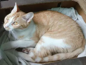 Gato raça SRD-ViraLata idade 4 anos nome Pedro