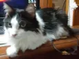 Cacau