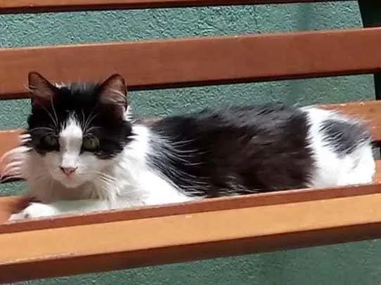 Gato raça SRD-ViraLata idade 6 ou mais anos nome Cacau