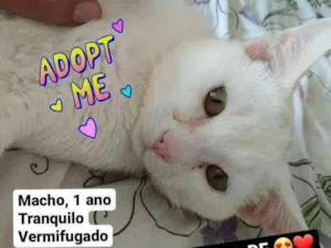Gato raça S.R.D. idade 1 ano nome Pablo