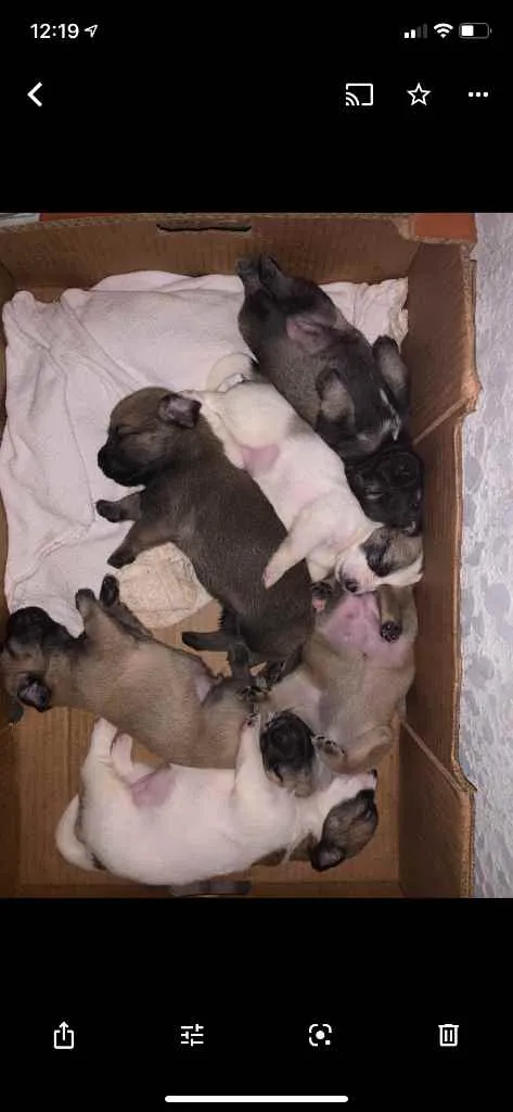 Cachorro ra a Mistura shitszu e cao pequeno  idade Abaixo de 2 meses nome Ainda não tem nomes