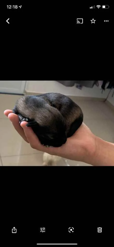 Cachorro ra a Mistura shitszu e cao pequeno  idade Abaixo de 2 meses nome Ainda não tem nomes