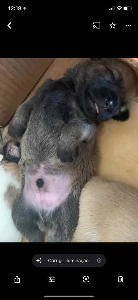 Cachorro ra a Mistura shitszu e cao pequeno  idade Abaixo de 2 meses nome Ainda não tem nomes