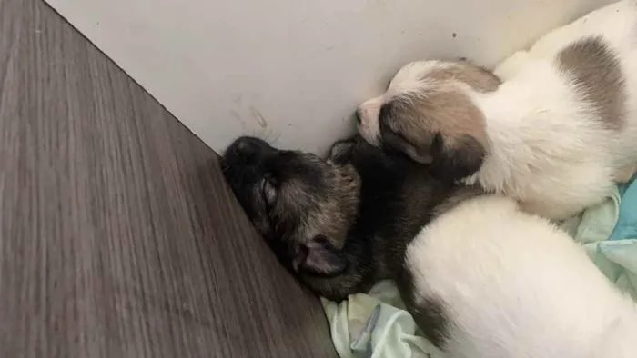 Cachorro ra a Mistura shitszu e cao pequeno  idade Abaixo de 2 meses nome Ainda não tem nomes
