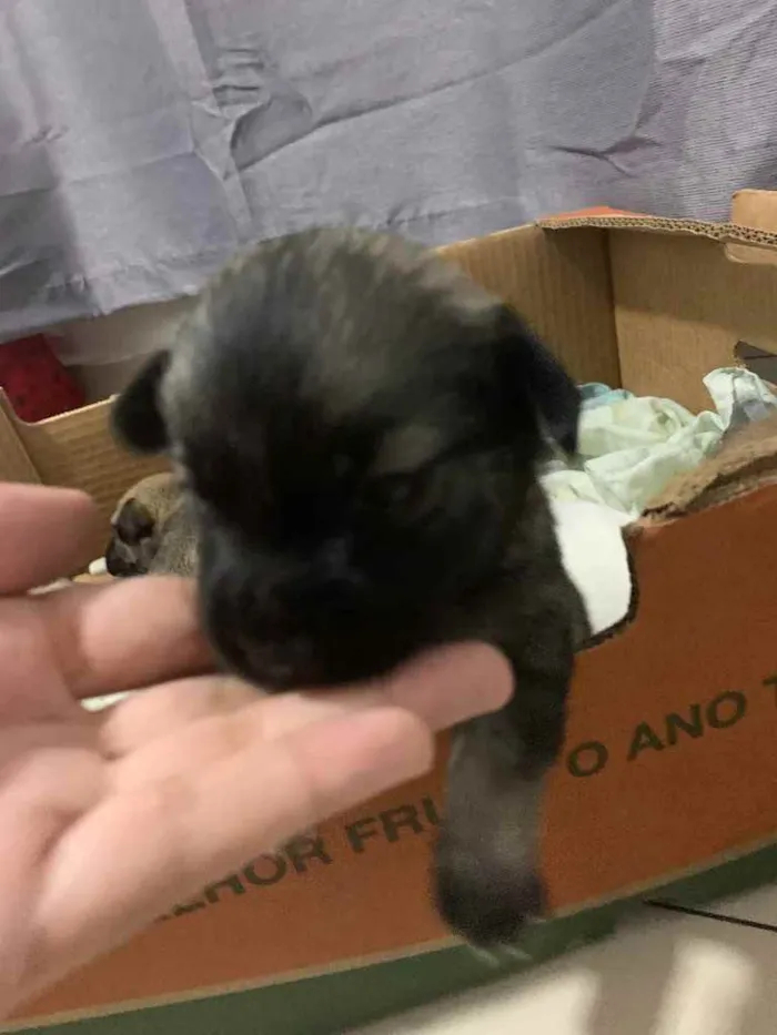 Cachorro ra a Mistura shitszu e cao pequeno  idade Abaixo de 2 meses nome Ainda não tem nomes