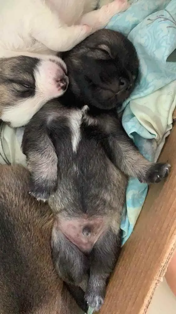 Cachorro ra a Mistura shitszu e cao pequeno  idade Abaixo de 2 meses nome Ainda não tem nomes