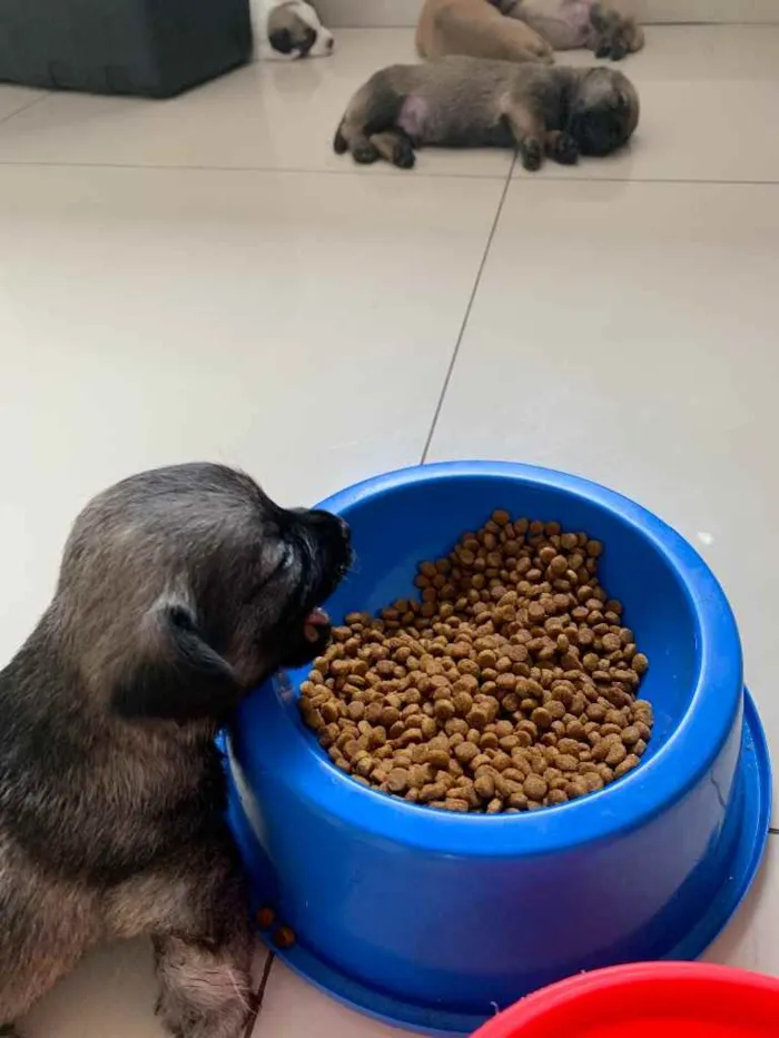 Cachorro ra a Mistura shitszu e cao pequeno  idade Abaixo de 2 meses nome Ainda não tem nomes