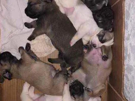 Cachorro ra a Mistura shitszu e cao pequeno  idade Abaixo de 2 meses nome Ainda não tem nomes